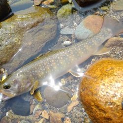 今シーズン初の尺イワナ